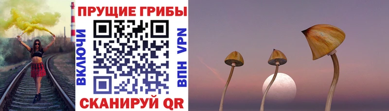 Галлюциногенные грибы Cubensis  Енисейск 